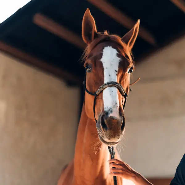 Educateur equitation cheval 78